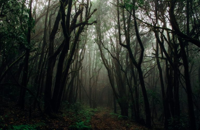 Hutan Aokigahara: Hutan yang Menyimpan Misteri dan Tragedi